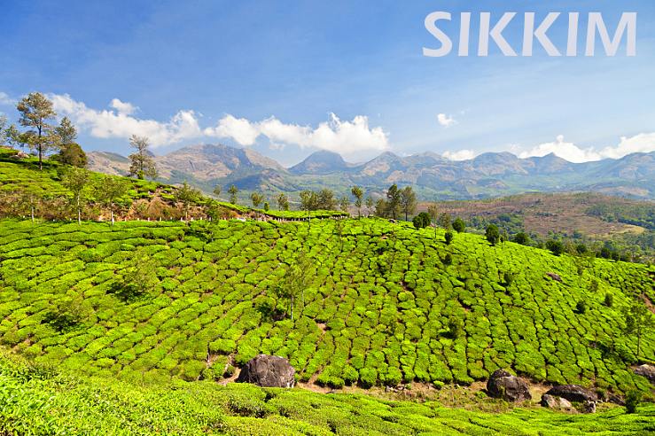 Čajová plantáž - Sikkim Caje.sk