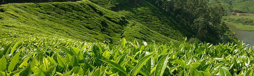 Čajová plantáž